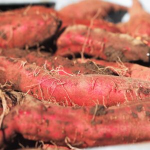 生さつまいも　オホーツクシルク×５kg