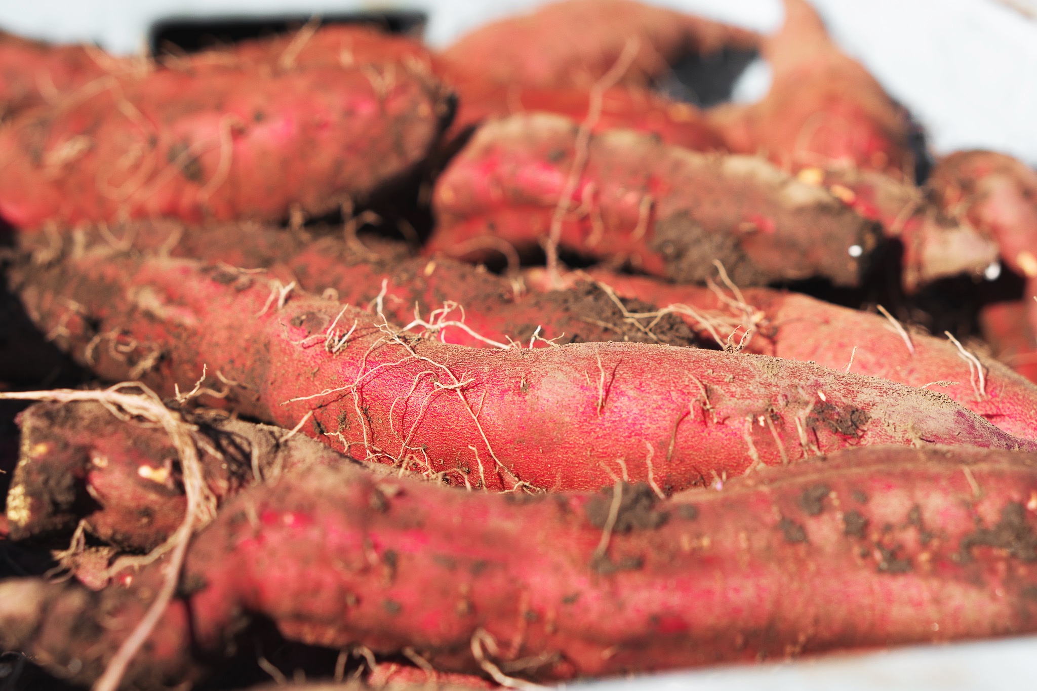 生さつまいも　オホーツクシルク×５kg